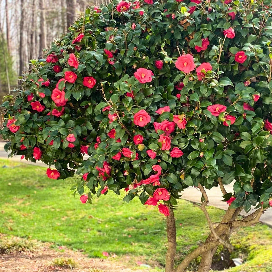 Camellia Japonica R.L Wheeler Plant  2