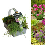 Alpine Rockplant 6 Pack Mix Container of assorted plants with a 'Rockplants' label, alongside a garden scene with various flowers and plants. 2