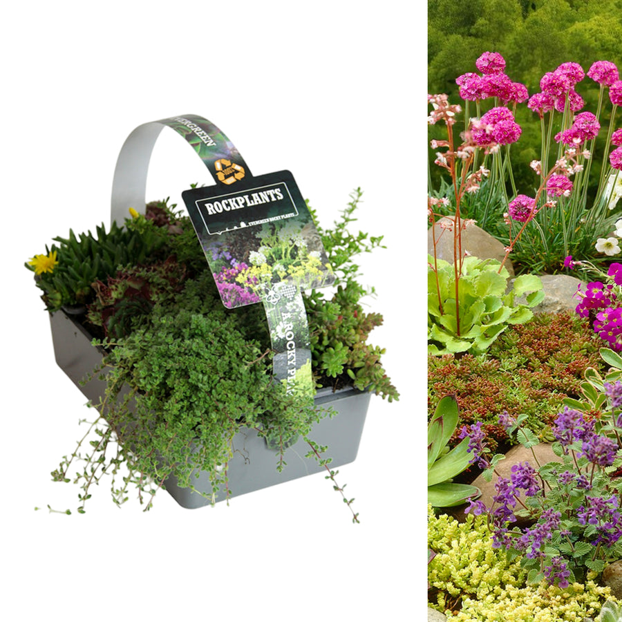 Alpine Rockplant Mix Container of assorted plants with a 'Rockplants' label, alongside a garden scene with various flowers and plants. 3