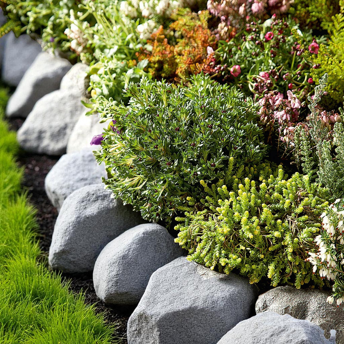 Alpine Rockplant 6 Pack Mix  1