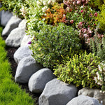 Alpine Rockplant 6 Pack Mix  1