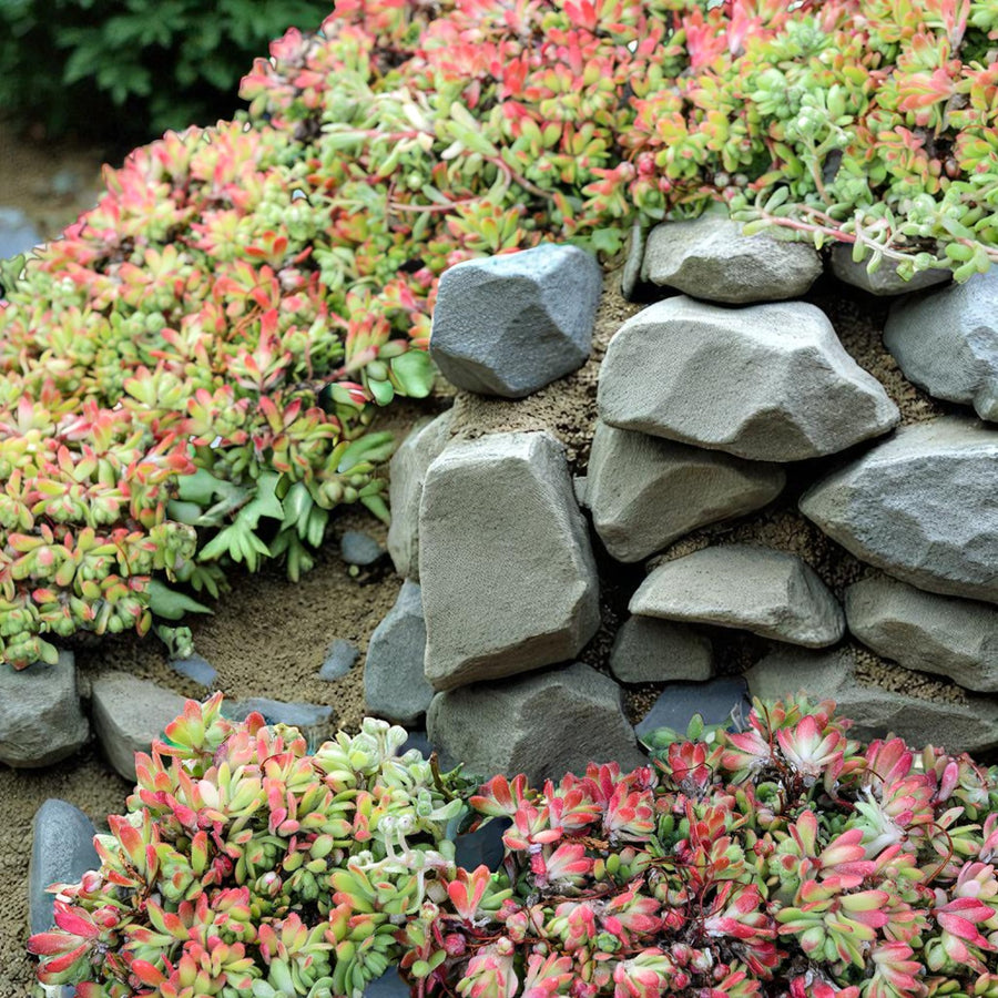 Alpine Rockplant Mix  4