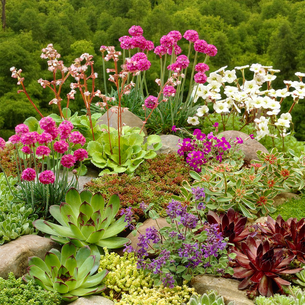 Alpine Rockplant 6 Pack Mix  4