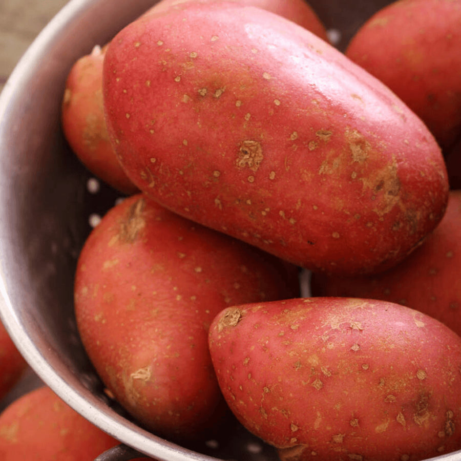 Seed Potatoes  1