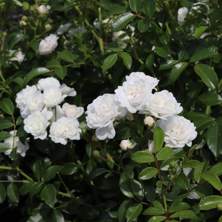 Rose Bush Crystal Fairy ROSECRYSTLFARY-image2 3