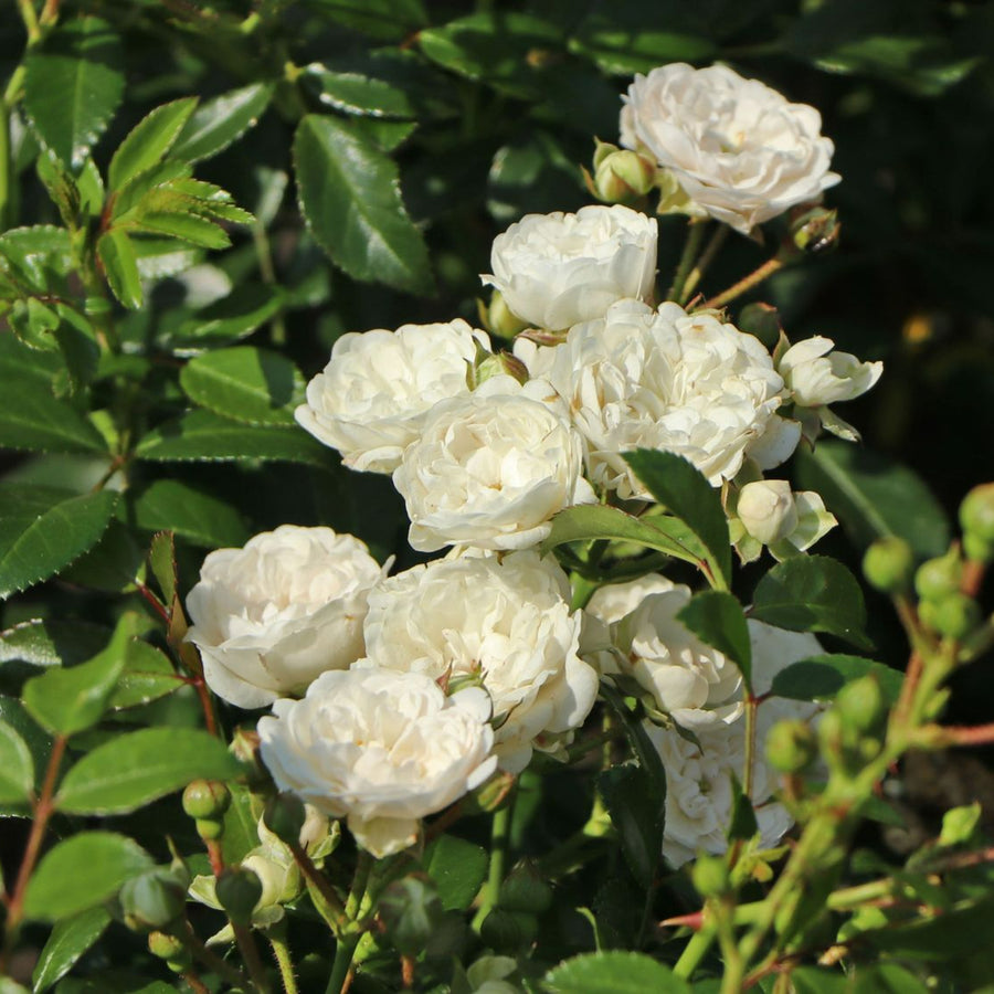 Rose Bush Crystal Fairy ROSECRYSTLFARY-image3 4