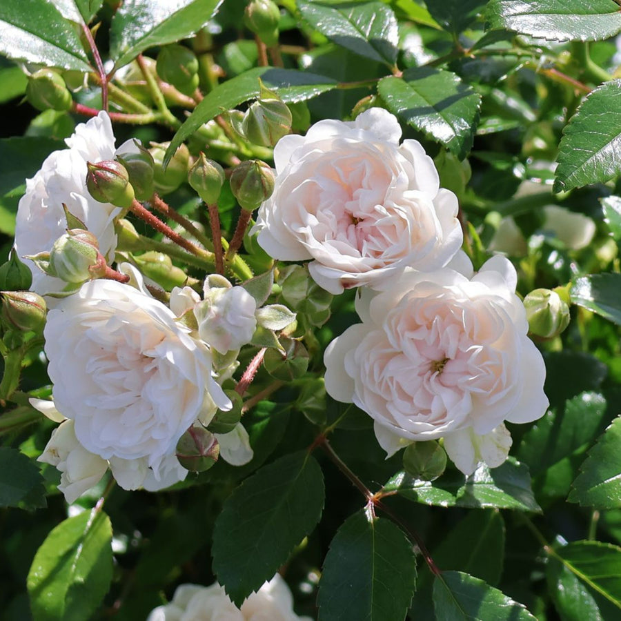 Rose Bush Crystal Fairy ROSECRYSTLFARY-image4 5