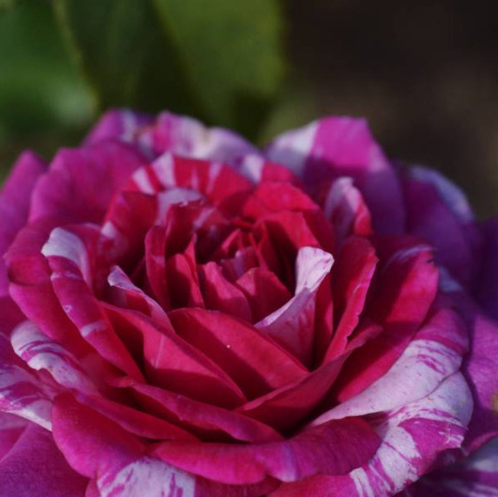 Blush Pink Rose Bush