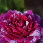 Fizzy Lady Rose Bush  2