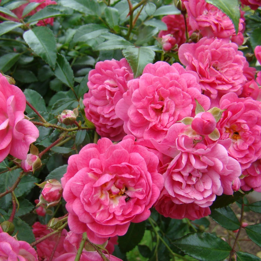 Rose Bush Lovely Fairy ROSELOVLYFARY-image1 1