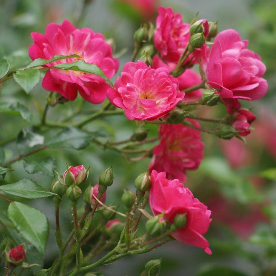 Rose Bush Lovely Fairy ROSELOVLYFARY-image2 4