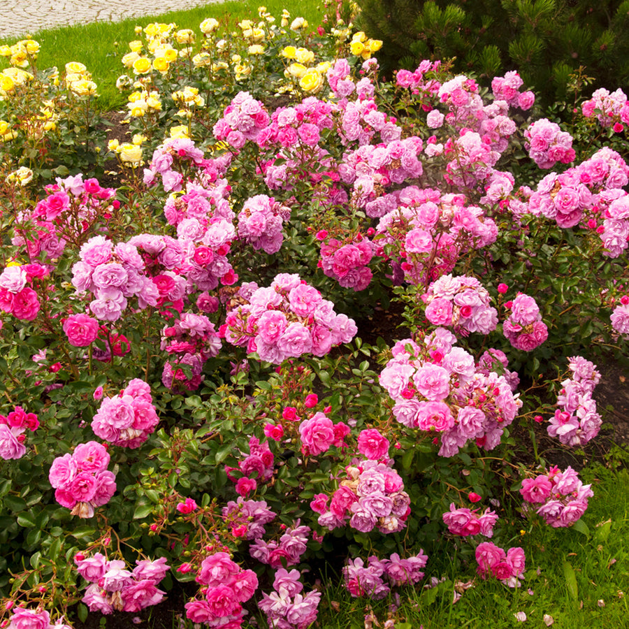 Rose Bush Lovely Fairy ROSELOVLYFARY-image3 3