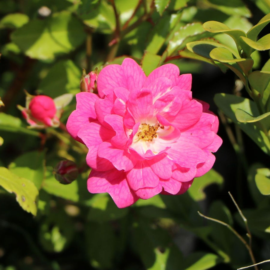 Rose Bush Lovely Fairy ROSELOVLYFARY-image4 5