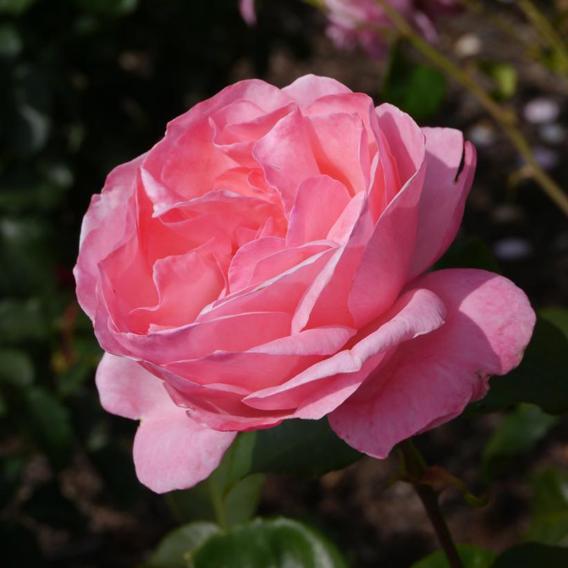 Rose Bush "Queen Elizabeth" ROSE_QUEENELIZ_L26819 2