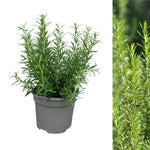 Herb Plant Mix For Culinary Use  3