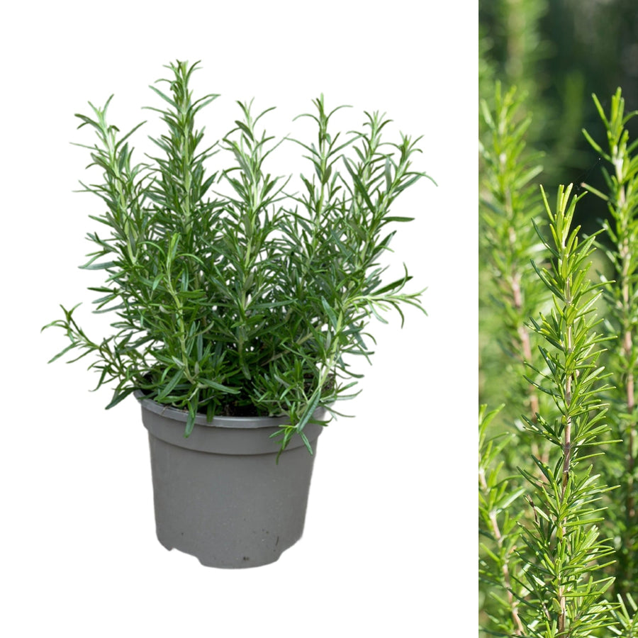 Rosemary Barbecue Plant  1