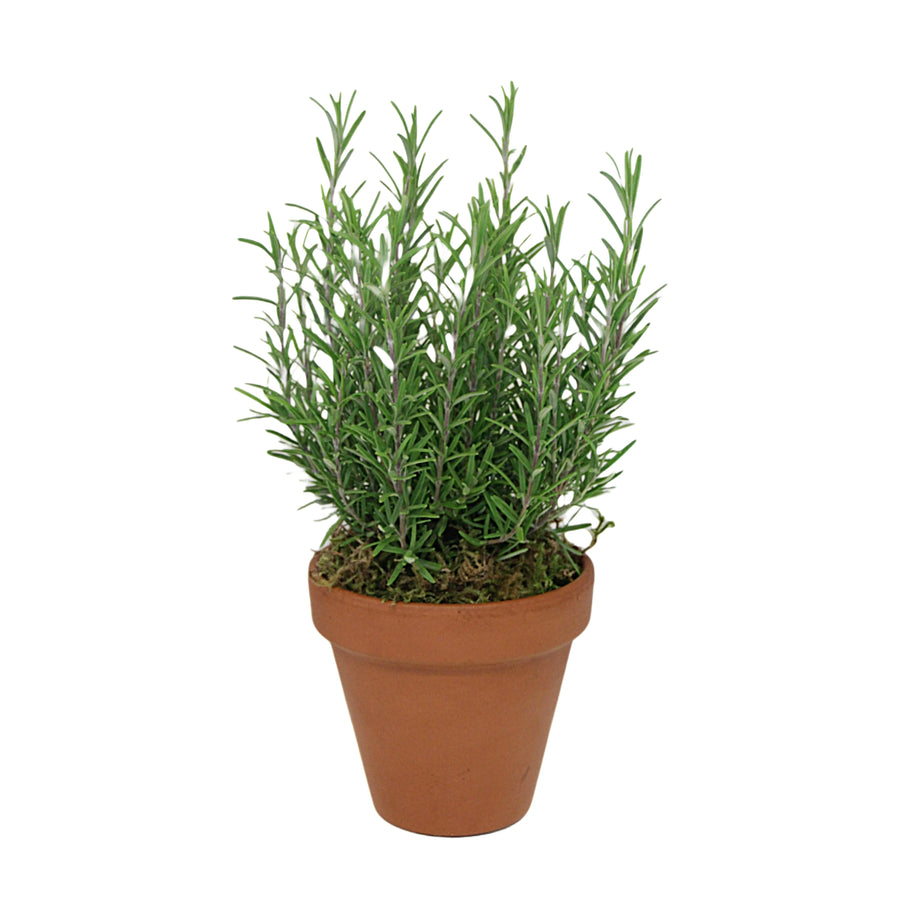 Mixed Rosemary Plants Rosemary Plant Gift in Terracotta Pot image1 5