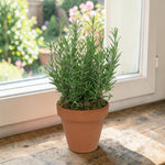 Rosemary Plant Gift in Terracotta Pot  1