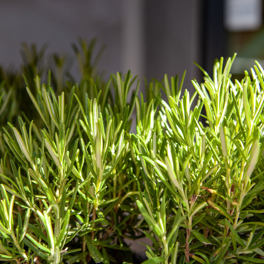 3 Rosemary Officinalis Plants - Barbeque Herb Rosemary Plant Gift in Terracotta Pot image4 4
