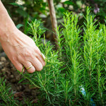 Rosemary Herb Plant  3