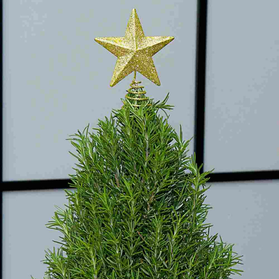 Rosemary Christmas Tree ROSMRYXMSTRE-rosemary shaped christmas tree-image3 1