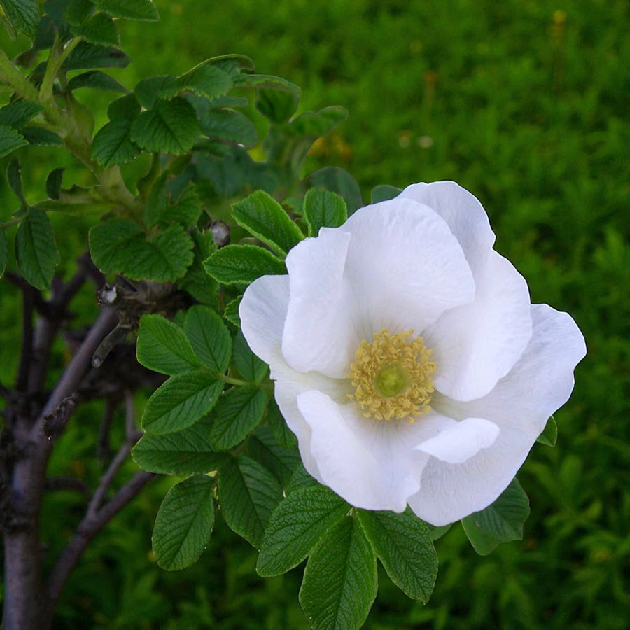 Rosa Rugosa Alba Hedging  3