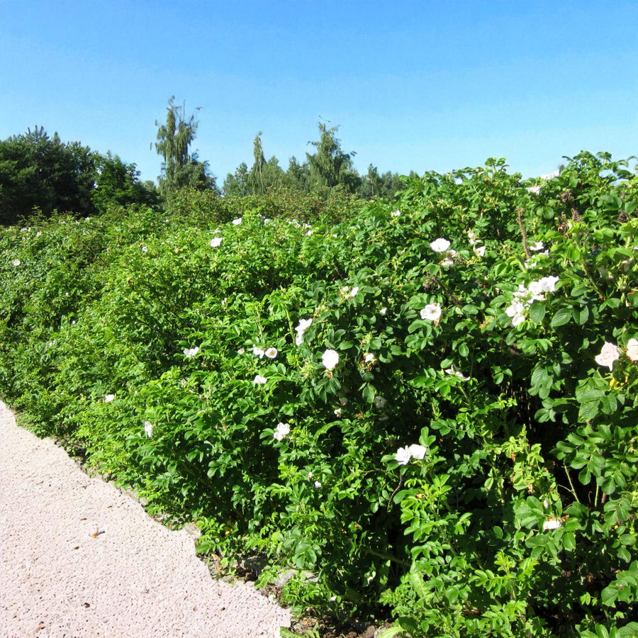 Rosa Rugosa Alba Hedging  1