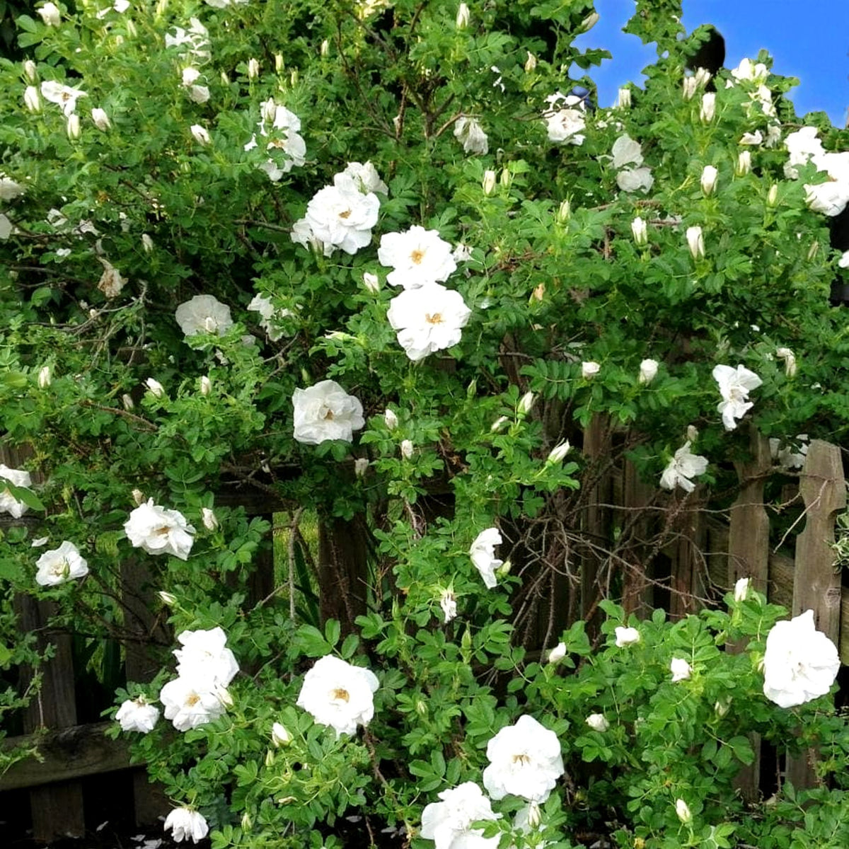 Rosa Rugosa Alba Hedging  4