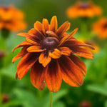 Rudbeckia Cherokee Sunset Bare Root  4