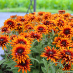 Rudbeckia, Heliopsis & Cosmos Bare Root Mix  2