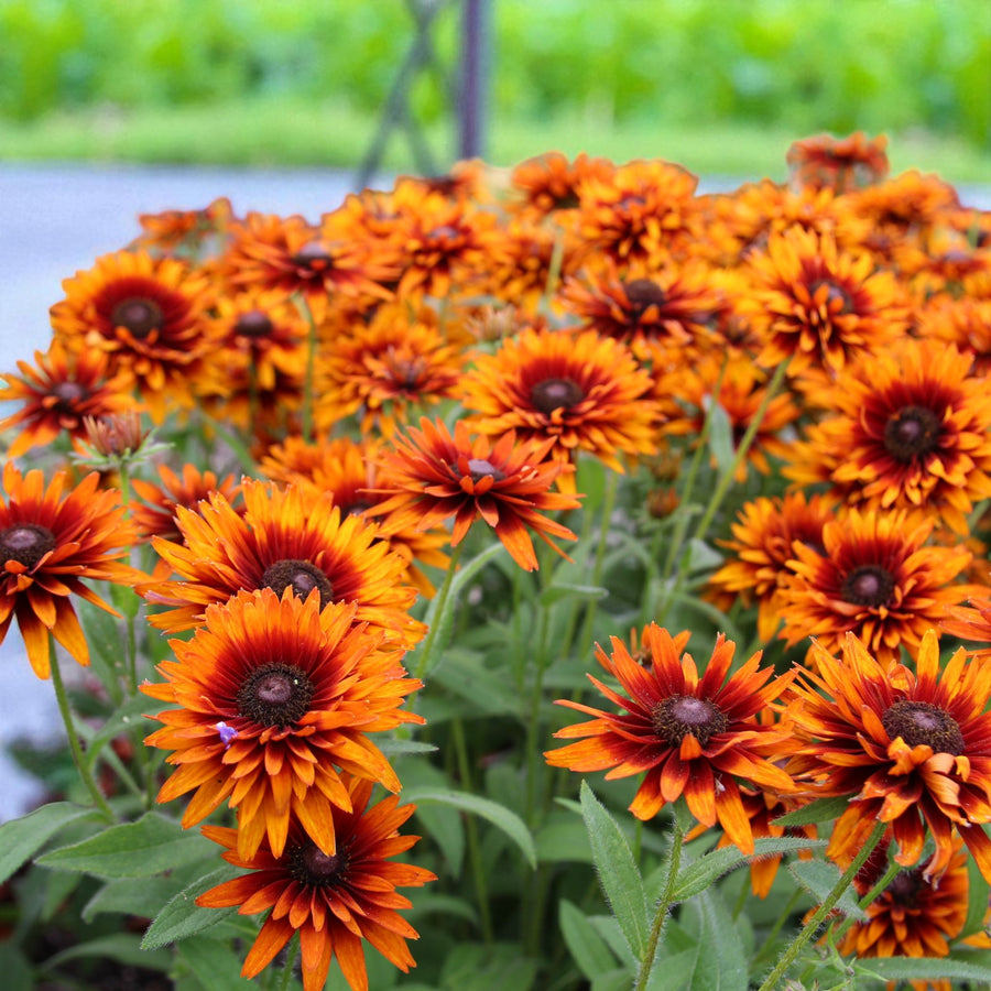 Rudbeckia, Heliopsis & Cosmos Bare Root Mix  2