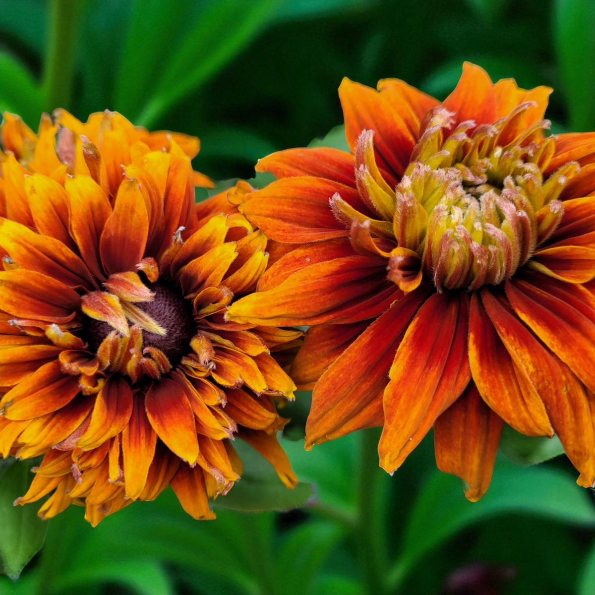 Rudbeckia Cherokee Sunset Bare Root  1