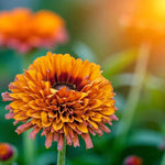 Rudbeckia Cherokee Sunset Bare Root  2