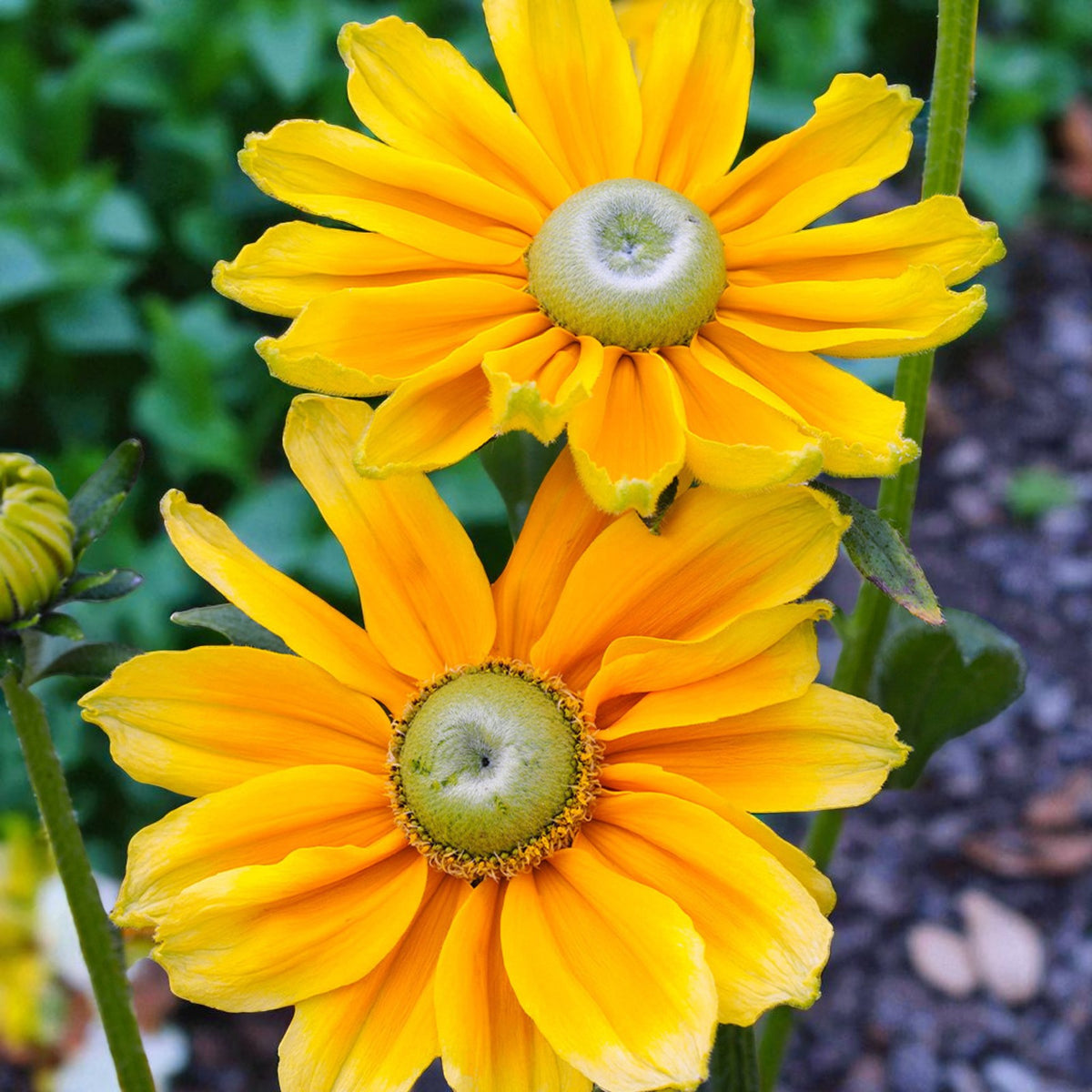 Rudbeckia Prairie Sun Bare Root  3