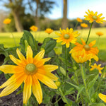 Rudbeckia Prairie Sun Bare Root  1