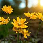 Rudbeckia Prairie Sun Bare Root  4