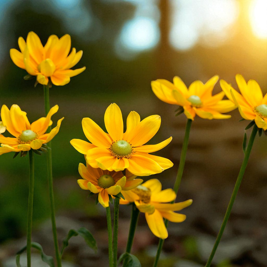 Rudbeckia Prairie Sun Bare Root  4