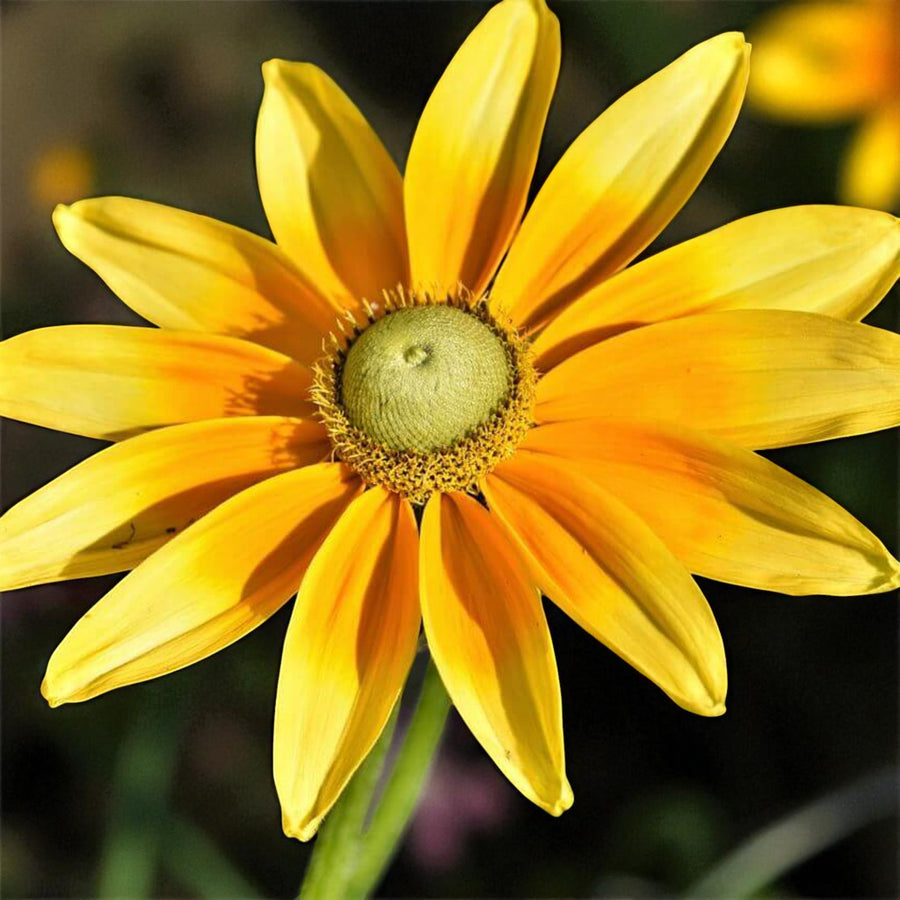 Rudbeckia Prairie Sun Bare Root  1