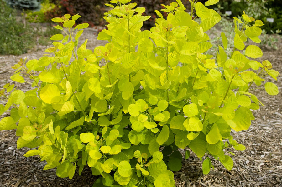 Cotinus - 'Golden Spirit' Cotinus - 'Golden Spirit' image2 2