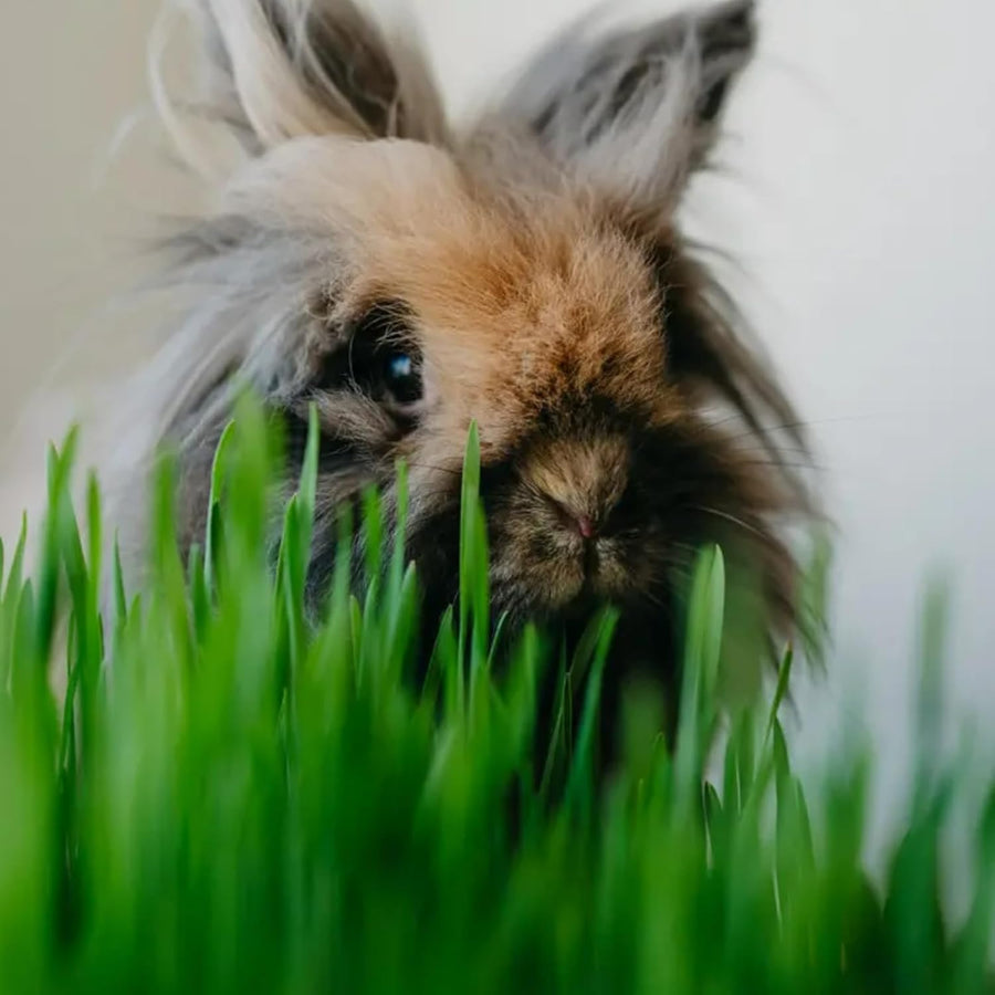 Rabbit Wheat Grass  4