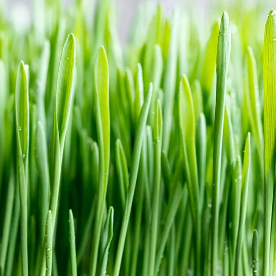 Rabbit Wheat Grass  2