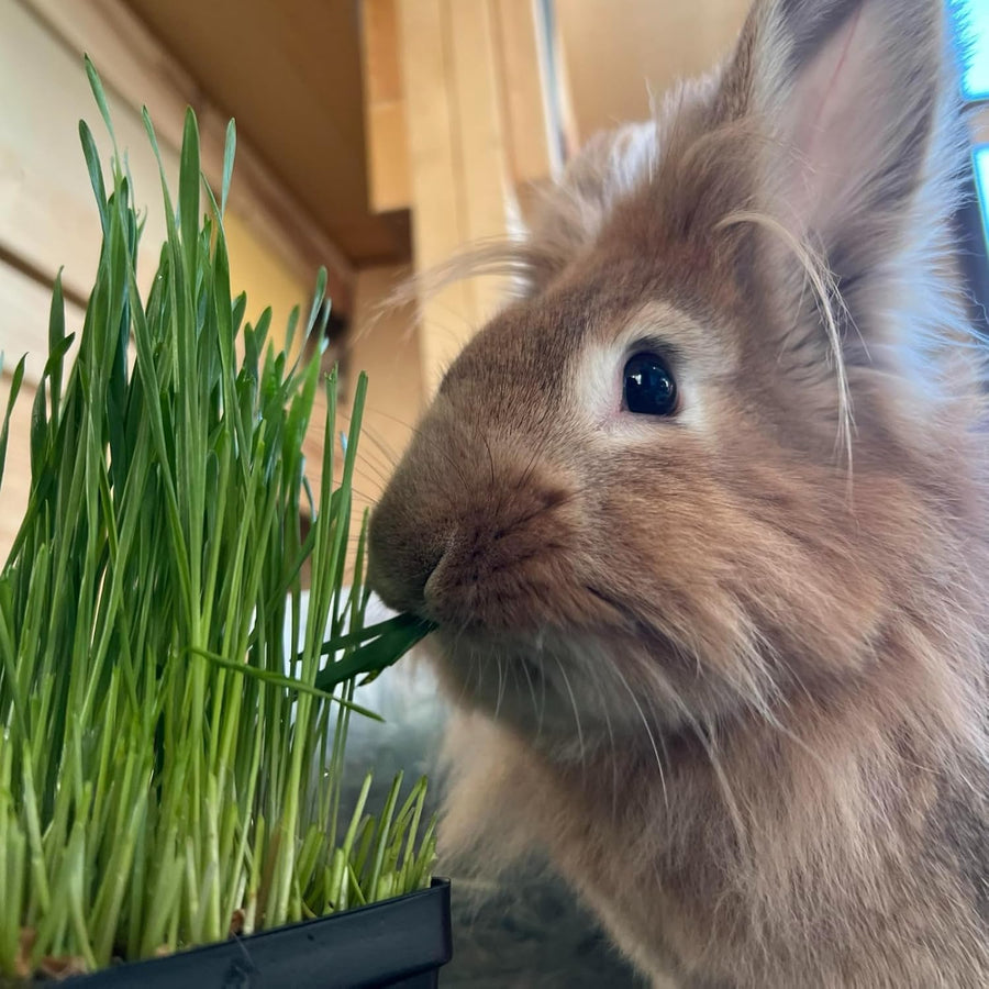 Rabbit Wheat Grass  1