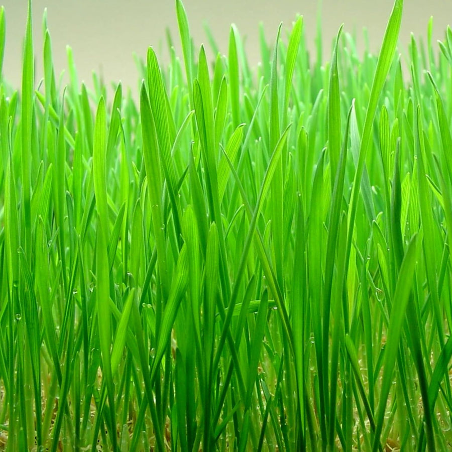 Rabbit Wheat Grass  3