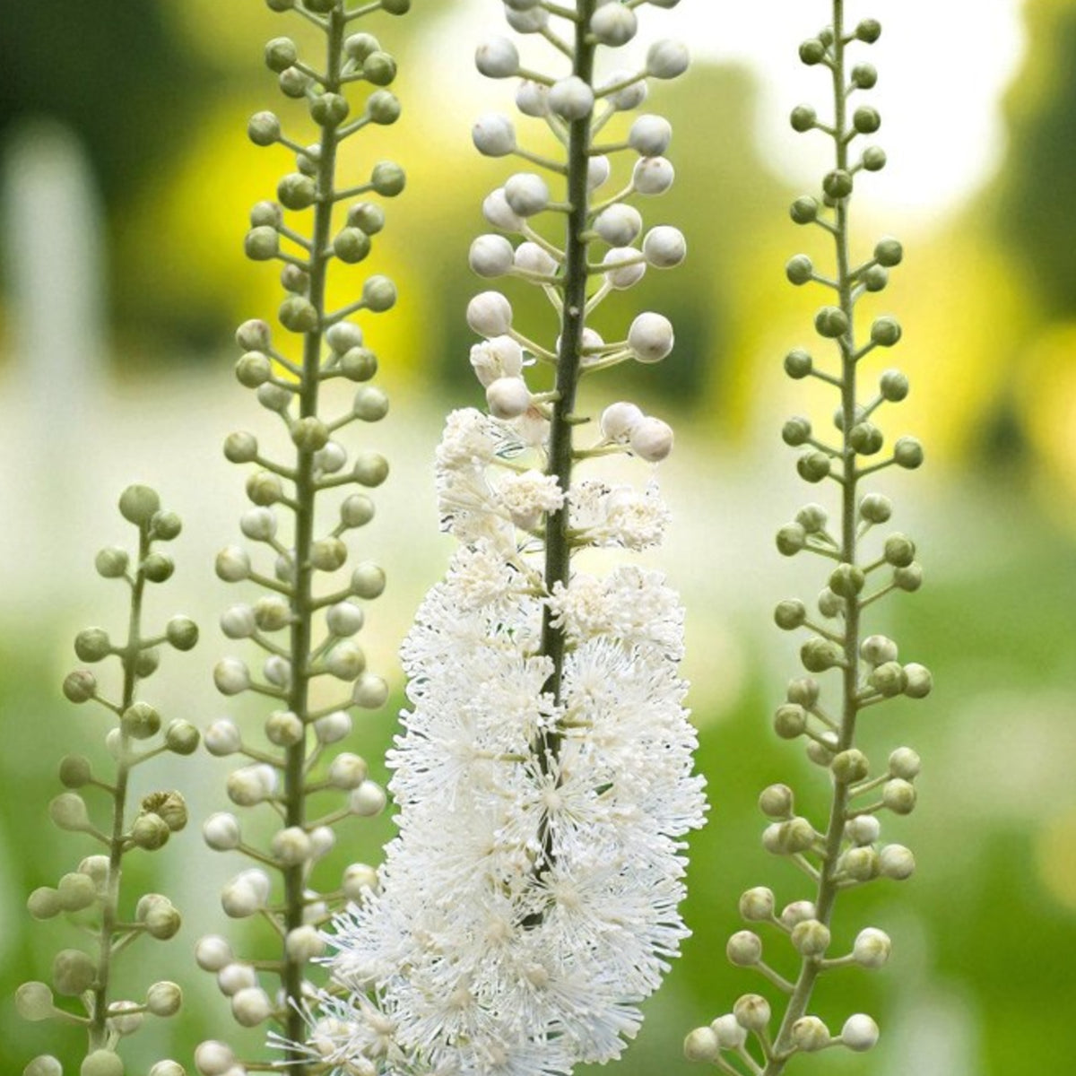Actaea Racemosa Bare Root  2