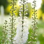 Actaea Racemosa Bare Root  2
