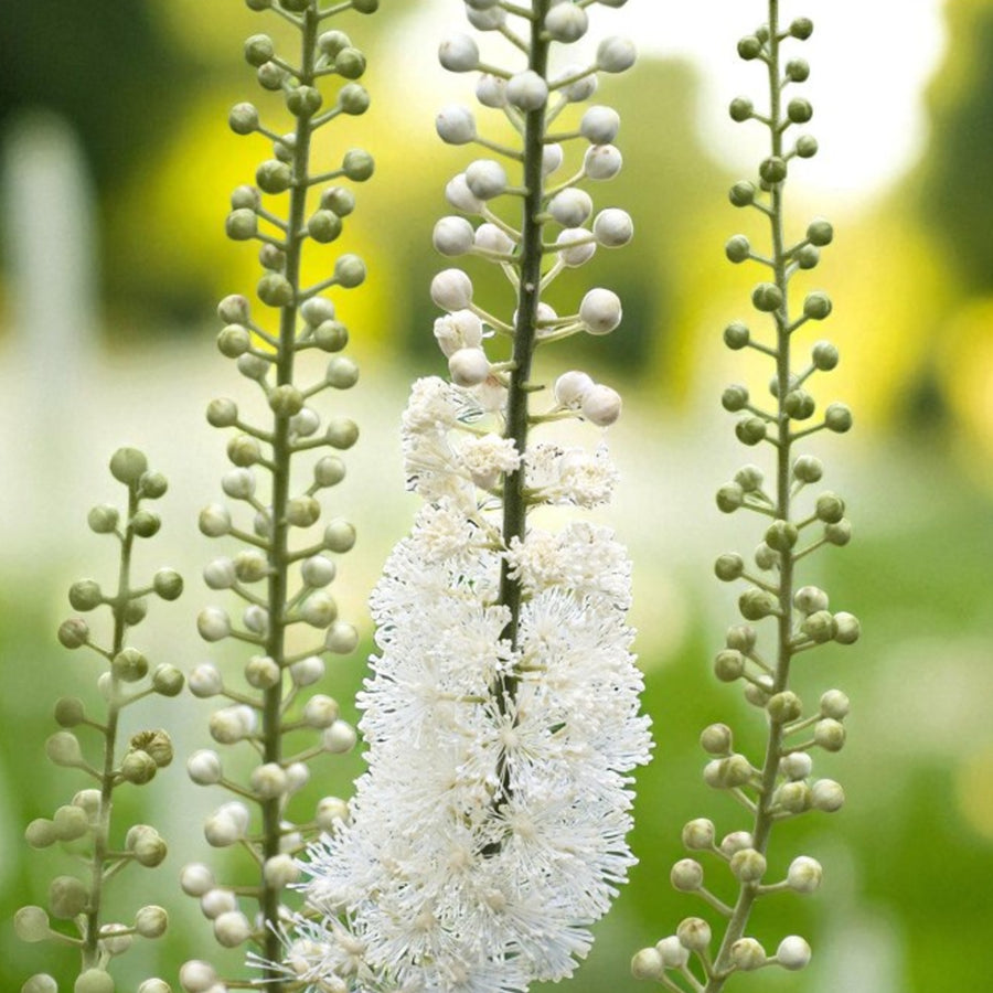 Actaea Racemosa Bare Root  3