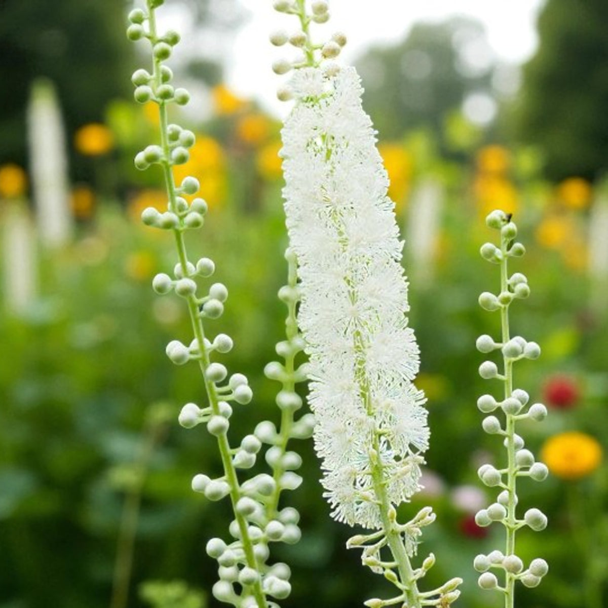 Actaea Racemosa Bare Root  3