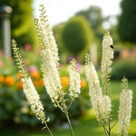 Actaea Racemosa Bare Root  1