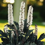 Actaea Racemosa Bare Root  4