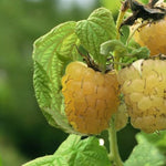 Raspberry All Gold  4